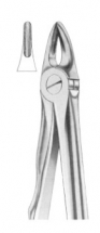  Fig. 29S upper roots for children 